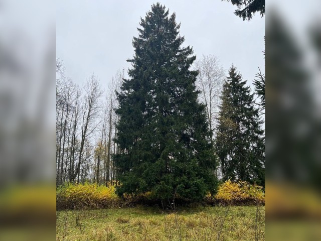 Столетняя красавица из Рузы станет «первой леди» Кремля: как выбирают и готовят главную новогоднюю ель России