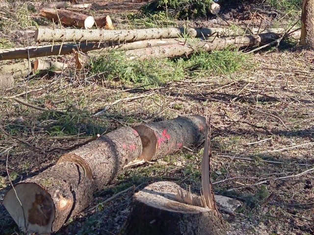 В Шаховских лесах проводят санитарную вырубку деревьев