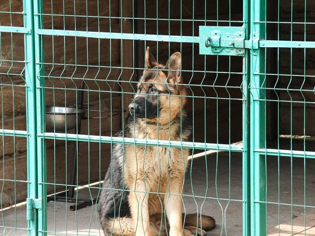 Переехал и скрылся: что известно о собаке, пострадавшей в ДТП в Дмитрове