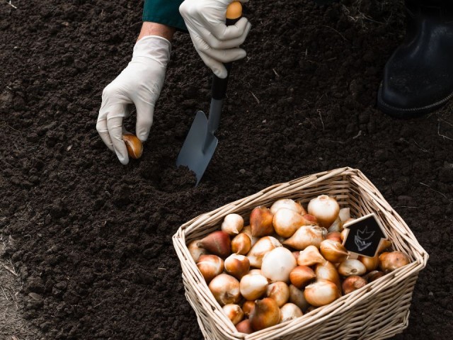 Посадка уже началась: желтые и фиолетовые тюльпаны украсят Шаховскую весной