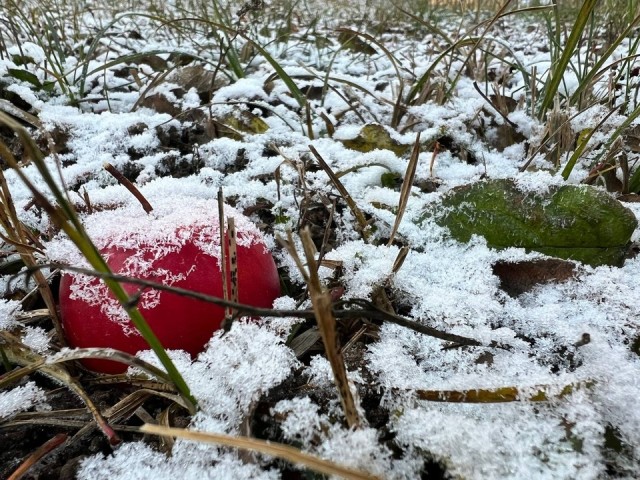 Последняя неделя ноября в Подмосковье начнется со снегопадов