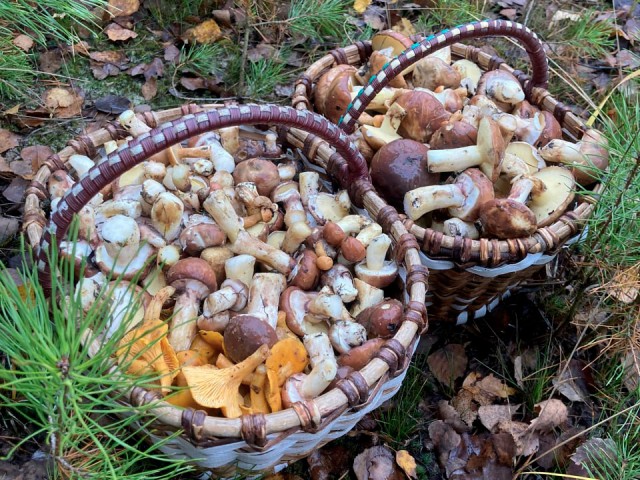 Леса Орехово-Зуева переживают грибной бум