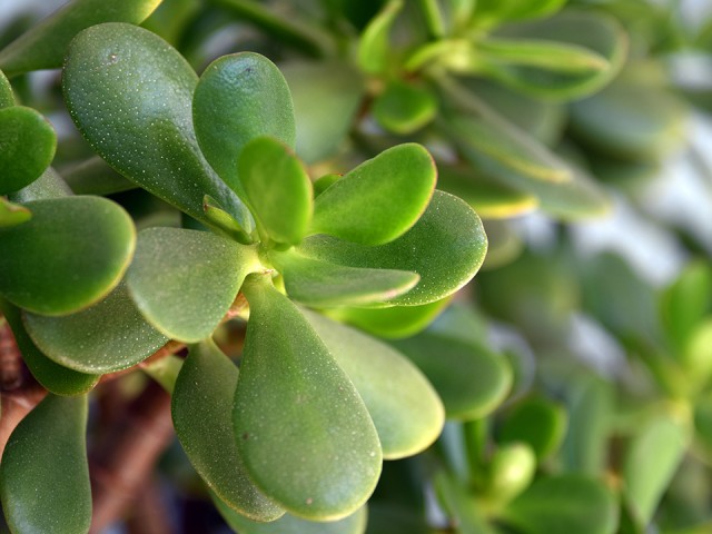 Флористы из Павловского Посада утверждают, что «денежное дерево» опасно для жизни