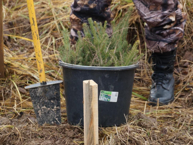 В «Лосином острове» высадили дубы и ели: как это поможет сохранить заповедник и зачем такие акции проводят каждый год