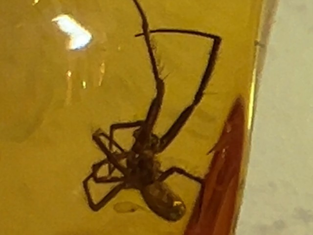 Их не видел даже первобытный человек: жителей Балашихи знакомят с древними насекомыми планеты