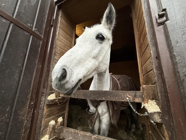 Попона, шипы и стрижка: как лошадей в спортивной школе «Белка» готовят к зимнему сезону