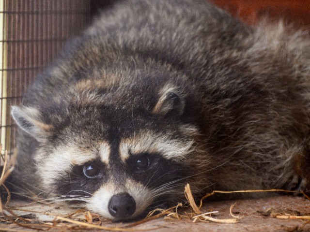 В можайском сафари-парке енотов-полоскунов впервые выпустили на волю