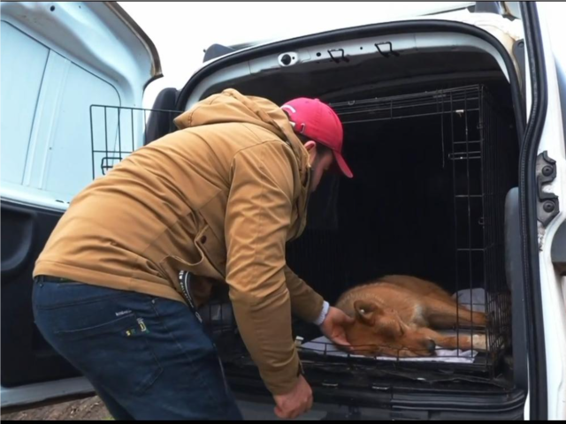 Забота о братьях меньших: в Истре продолжается программа контроля популяции бездомных собак