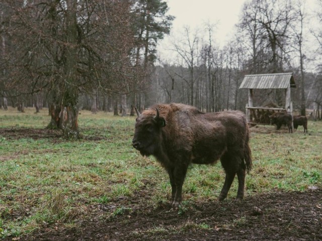 Где встретить зубра в Подмосковье: молодые особи из питомника в Серпухове возрождают популяцию по всей стране