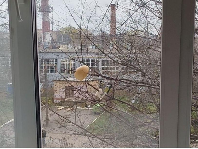 Неврологи нашли простой способ поднять настроение после инсульта: как синицы у окна помогают пациентам двигаться и разговаривать