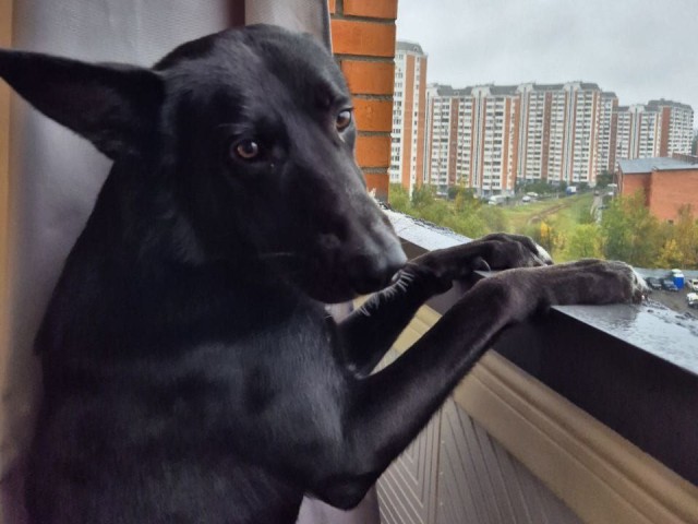 Пережил предательство и обрел дом: попавшего в ДТП пса Степу ищут в Балашихе