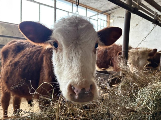 Как получить грант на ферму: успешный стартап семьи Подлинновых в Рузском округе