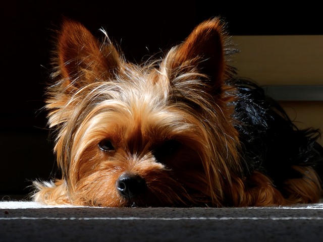 Стали известны подробности истории о подмене домашней собаки в Электростали