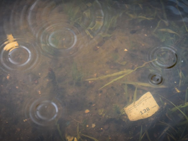 Коммунальщики устроили в Пушкино детокс и избавили улицы от «лишней воды»