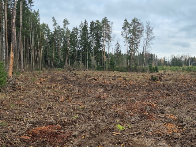 Ступинские лесничие очистили от больных деревьев почти три га леса