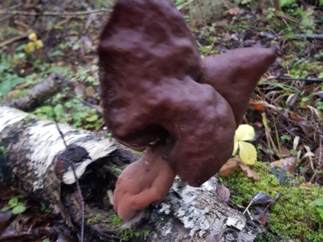 «Они всюду!»: грибные гномы-строчки заполонили леса в Подмосковье