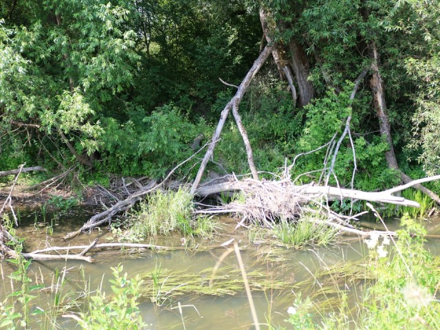 Жители деревни посвящают стихи пруду, чтобы помочь в голосовании за его очистку