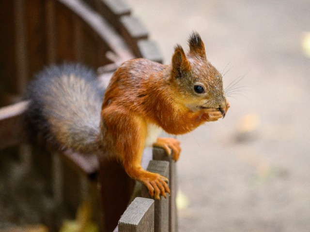 Зоопарк под окнами: как дикие животные стали новыми соседями жителей Одинцово