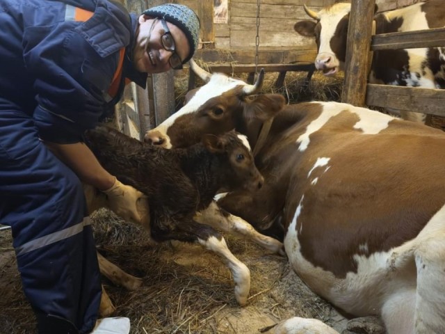 Акушер для буренки: пожарный из Сергиева Посада, принимавший роды у женщины, освоил новое ремесло