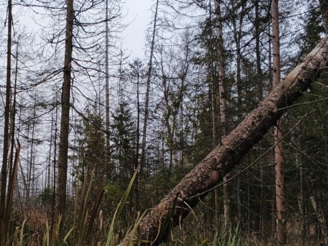 Бдительные жители спасли лес: в Пушкинском начинают оздоровительные процедуры для деревьев