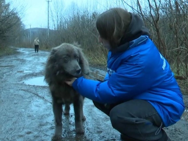 Прогулка вместо одиночества: чем помогли приютским собакам волонтеры Реутова