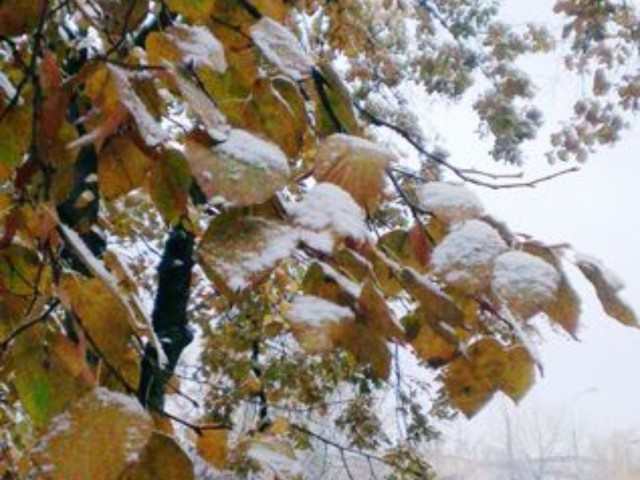 Первый снег в Москве откладывается: синоптики назвали новую дату