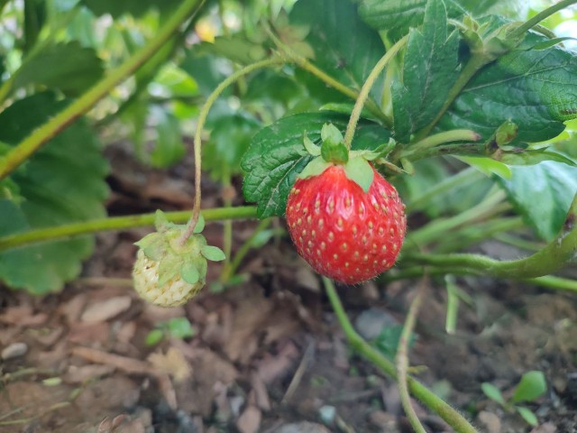Какие сорта клубники дают до 1,5 кг с куста: записываем названия