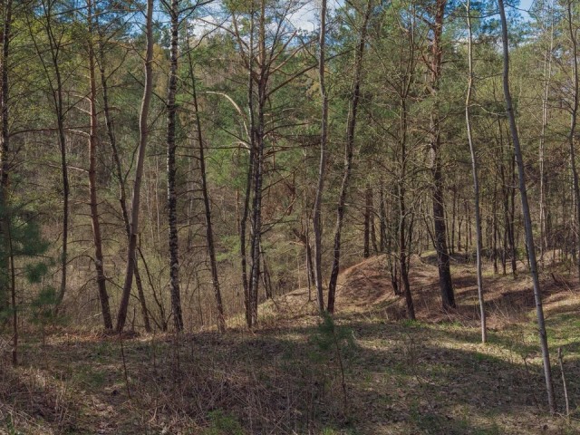 «Идеальное место, чтобы спрятать тело»: что обнаружили поисковики в лесу, где мог орудовать богородский маньяк