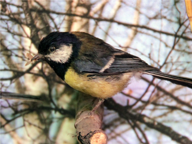 «Синичкин день» и посиделки за чаем: выходные в парках пройдут уютно и познавательно