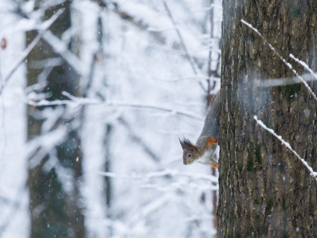Настоящая зима отменяется: морозов в Подмосковье не будет даже на Крещение