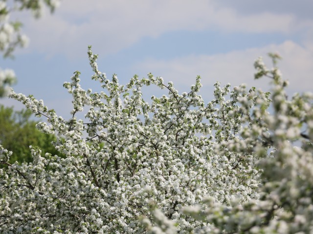 В Черноголовке деревья на яблоневой аллее подготовили к зимней стуже