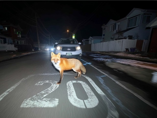 Лиса пробралась в детский сад в Домодедове