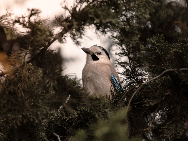 В Павловском Посаде заметили редкую полярную птицу