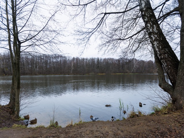 Голосование за чистые пруды в Орехово-Зуеве: выбери свой водоем