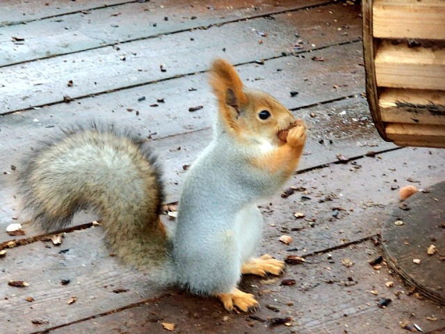 В парке «Дубрава» попросили подольчан не кормить белок булками и миндалем