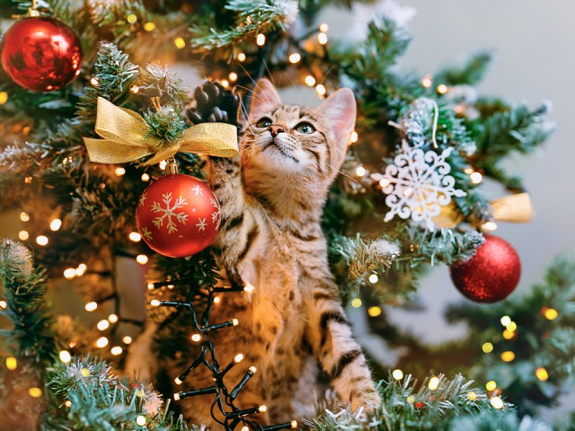 Смертельный Новый год: три елочных украшения, которые убивают домашних питомцев