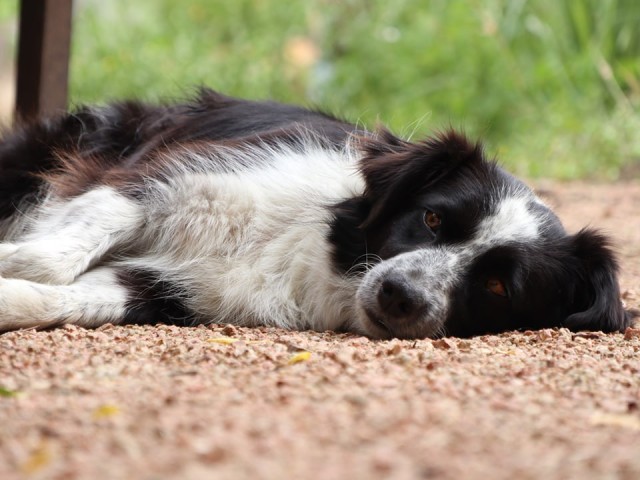 Брошенный хозяином в Дмитрове пес нашел новый дом