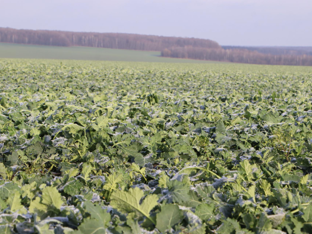 Зеленый ноябрь: аграрии заложили урожай-2026