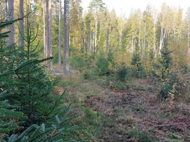 «Стрижка» для леса: в Волоколамске завершили рубки осветления на 89,6 га