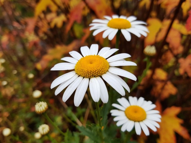 Природа удивляет: какие цветы можно найти в Лобне в ноябре