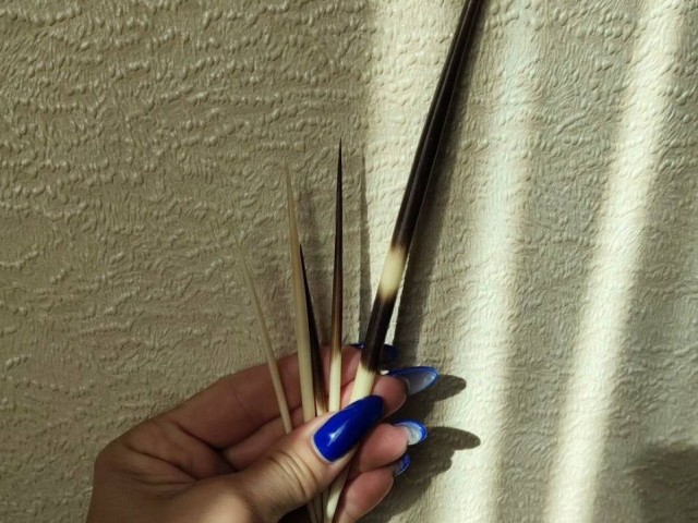 Жительница Солнечногорска продает иглы дикобраза