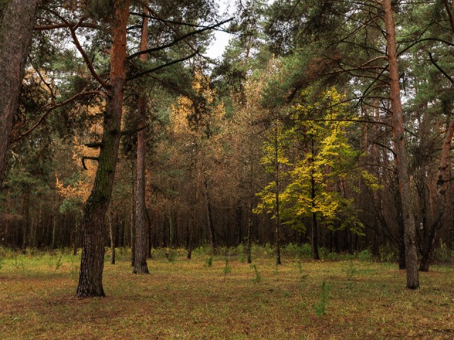 Кто в теремке живет? Загадочную всесезонную избушку нашли в «Лосином острове»