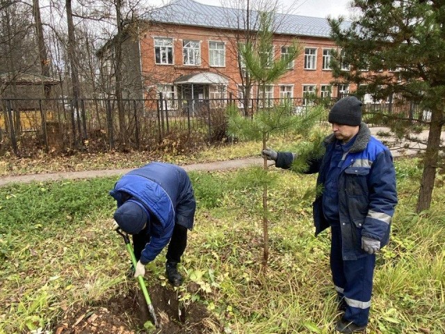 Сосны‑целители: почему в поселке Ашукино выбрали именно хвойные деревья для озеленения