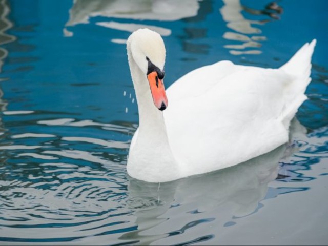 «Очень жалко если погибнет»: шатуряне переживают за серого лебедя, который один остался в водоеме и не улетает