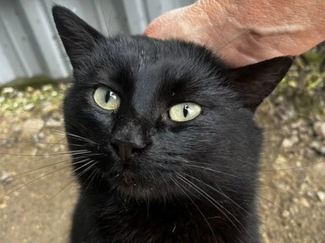 Спасти Дизеля: верный кот после трагедии с хозяйкой срочно ищет новый дом