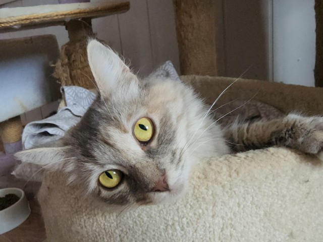 Добро с урока: школьники Волоколамска собрали корм для монастырских кошек