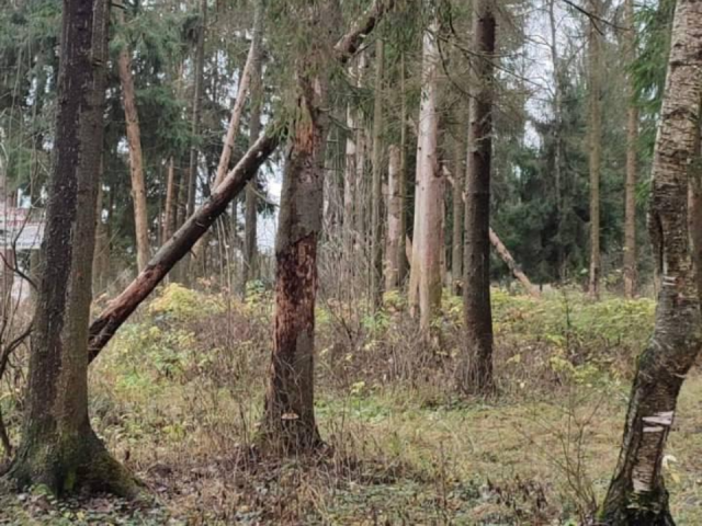 Старому Городку вернут здоровый лес: больные деревья уберут уже в 2026 году