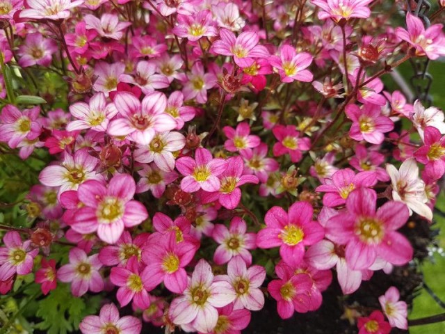 Растет на камнях и неплодородных участках: чудо-многолетник для подмосковных участков