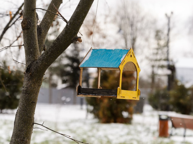 Акция «Синичкин день» приглашает в парки: какие активности пройдут на неделе в Лосино-Петровском