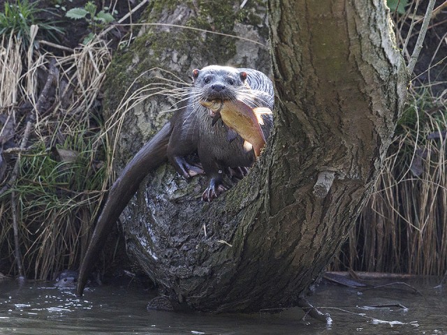 Выдры устроили «налет» на ногинских рыбаков и отобрали весь улов